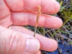 Carex oligosperma