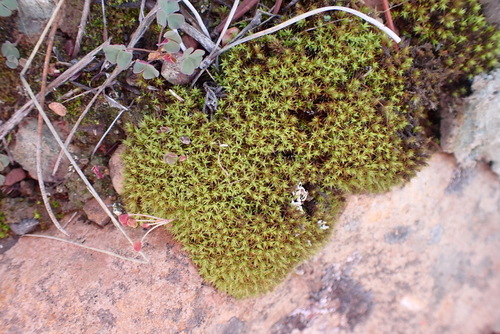 Image of Pseudocrossidium crinitum by (c) Nicola van Berkel, some rights reserved (CC BY-SA)