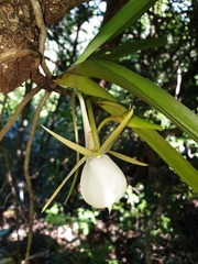 Angraecum praestans image