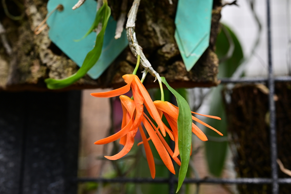 Dendrobium lamyaiae Seidenf.
