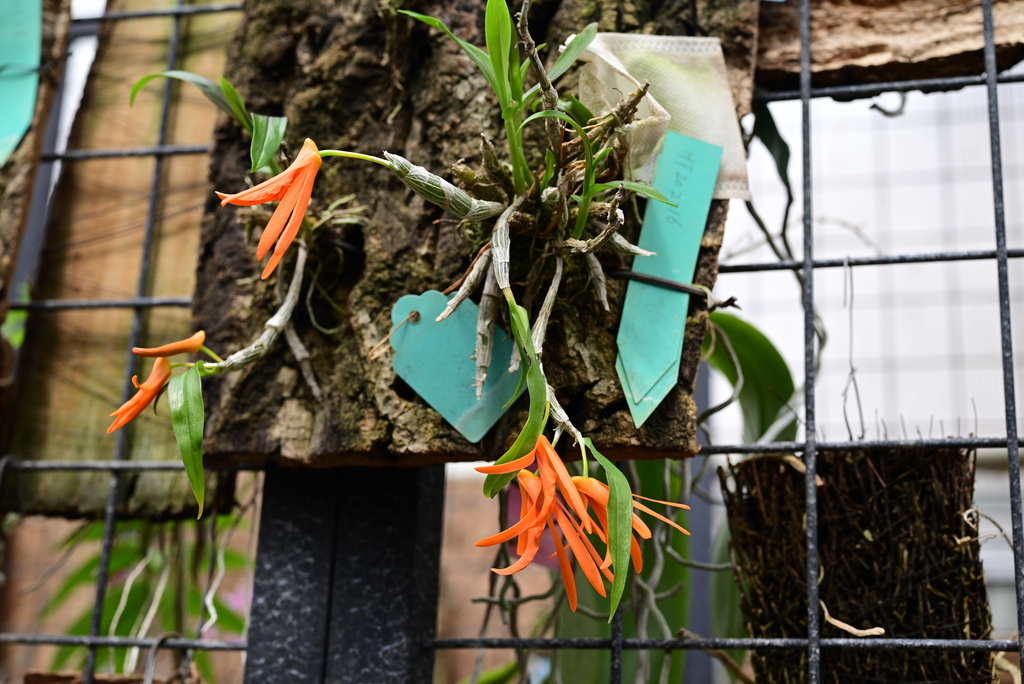 Dendrobium lamyaiae Seidenf. 3