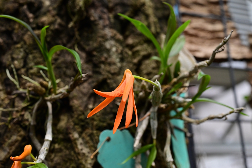 Dendrobium lamyaiae Seidenf. 2
