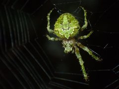 Novaranea courti