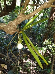 Angraecum praestans image