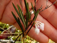 Andromeda polifolia glaucophylla