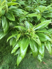 Castanea sativa