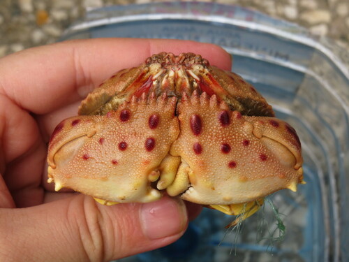 Photo of Shame-faced crab (Calappa granulata)