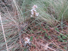 Corallorhiza macrantha