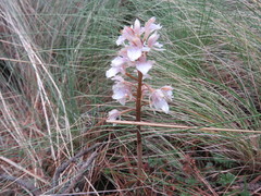 Corallorhiza macrantha