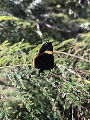 Riodina lycisca