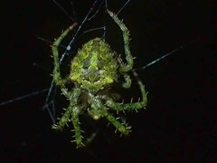 Novaranea courti