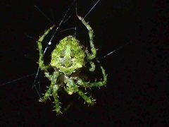 Novaranea courti