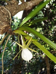 Angraecum praestans image