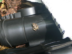 Pristimantis sobetes