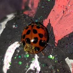 Harmonia axyridis