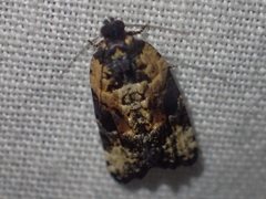 Asthenoptycha iriodes