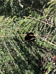 Riodina lycisca