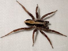 Venatrix pseudospeciosa