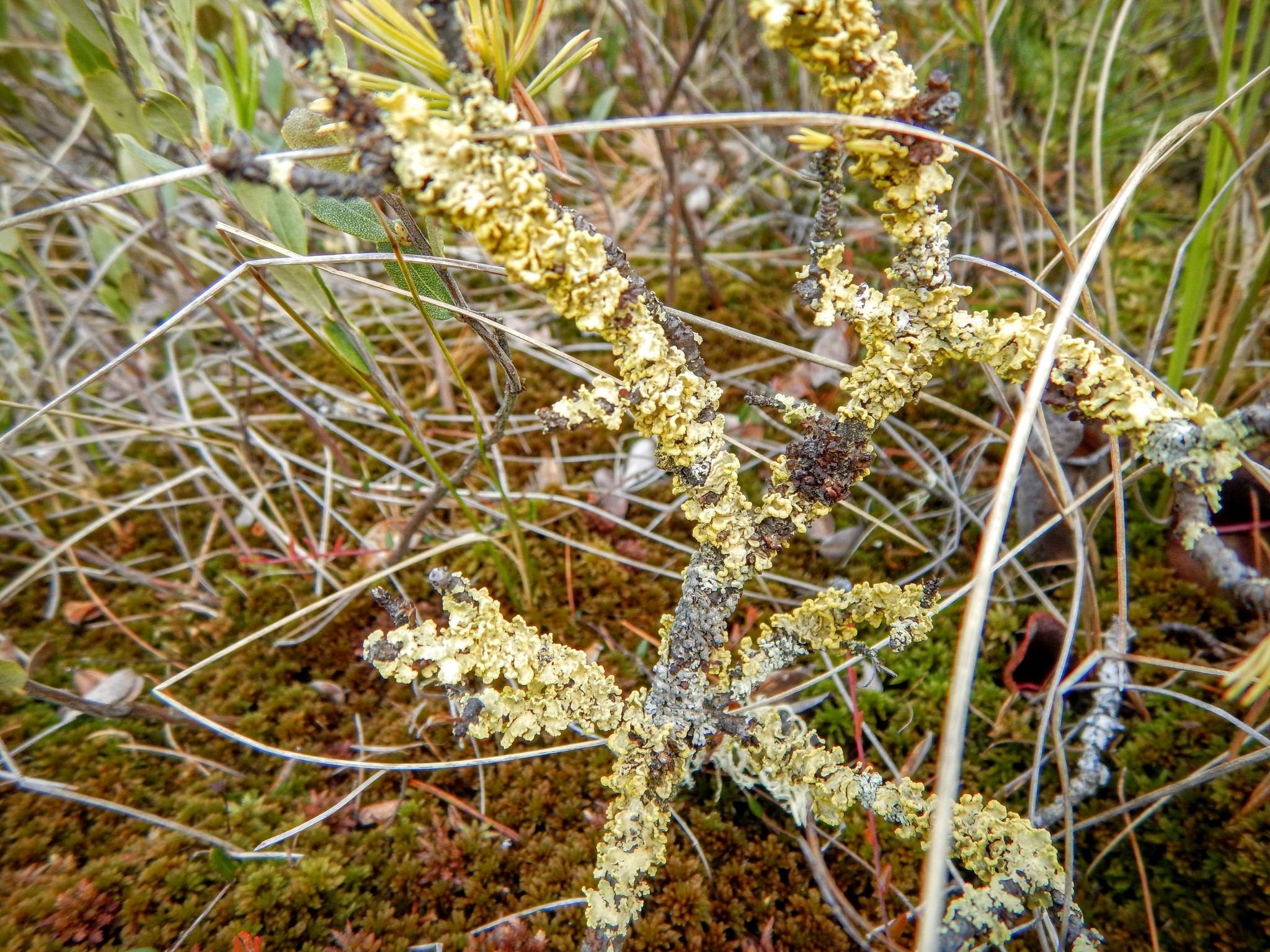Vulpicida pinastri image
