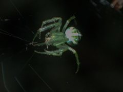 Araneus ginninderranus
