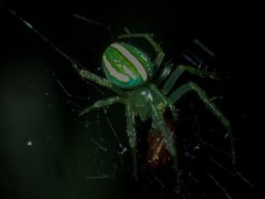 Araneus ginninderranus