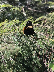 Riodina lycisca