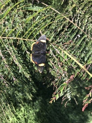 Riodina lycisca