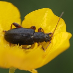 Plateumaris consimilis