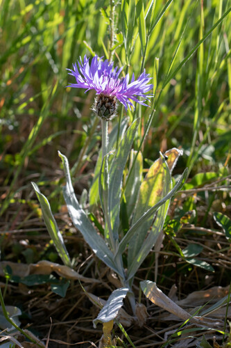 Centaurea fuscomarginata, photograph 5