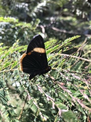 Riodina lycisca