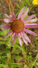 Echinacea angustifolia