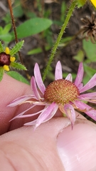 Echinacea angustifolia