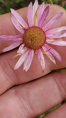 Echinacea angustifolia