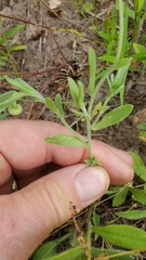 Echinacea angustifolia