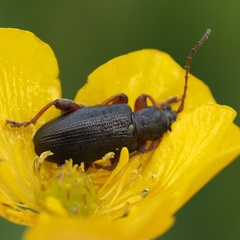 Plateumaris consimilis