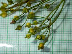 Cynosciadium digitatum