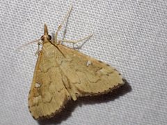 Udea hyalistis