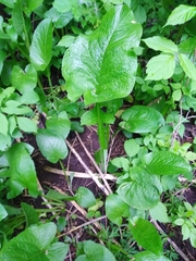 Cicerbita macrophylla uralensis