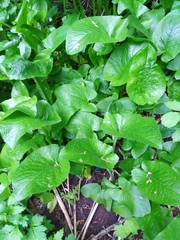 Cicerbita macrophylla uralensis