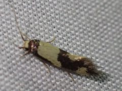 Opogona comptella