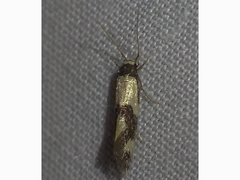 Opogona comptella