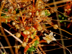Cuscuta appendiculata
