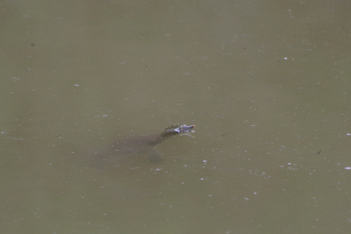 iNaturalist observation 2024-06-09