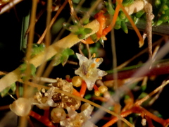 Cuscuta appendiculata