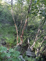 (c) Jane Charlen, some rights reserved (CC BY) Betula costata, photograph (c) Jane Charlen, some rights reserved (CC BY)
