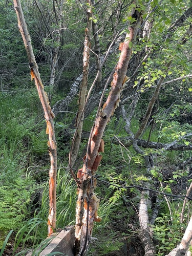 ribbed birch (Betula costata)