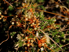 Cuscuta appendiculata