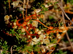 Cuscuta appendiculata