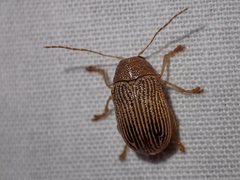 Aporocera