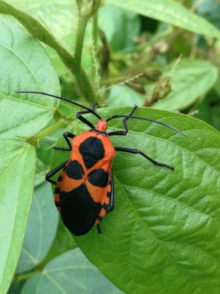 Sephina pubera